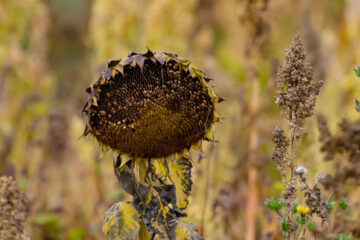 Withered Sunflowers, a poem by Adrian David at Spillwords.com