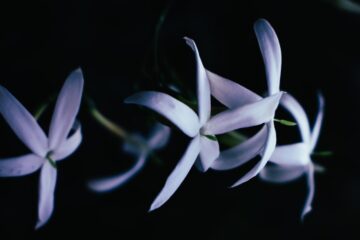 Ode To A Scented Bloom, a poem by Aminath Neena at Spillwords.com