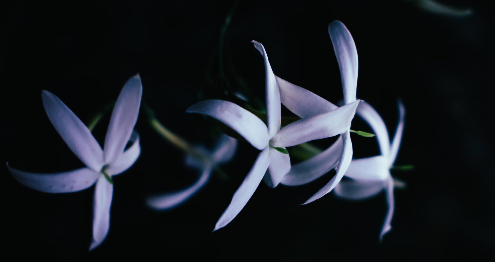 Ode To A Scented Bloom, a poem by Aminath Neena at Spillwords.com
