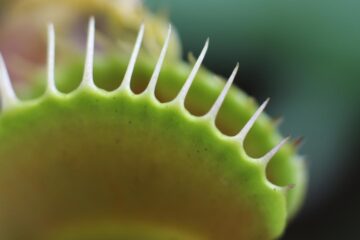 Venus Flytrap, poetry by Eric Johnson at Spillwords.com