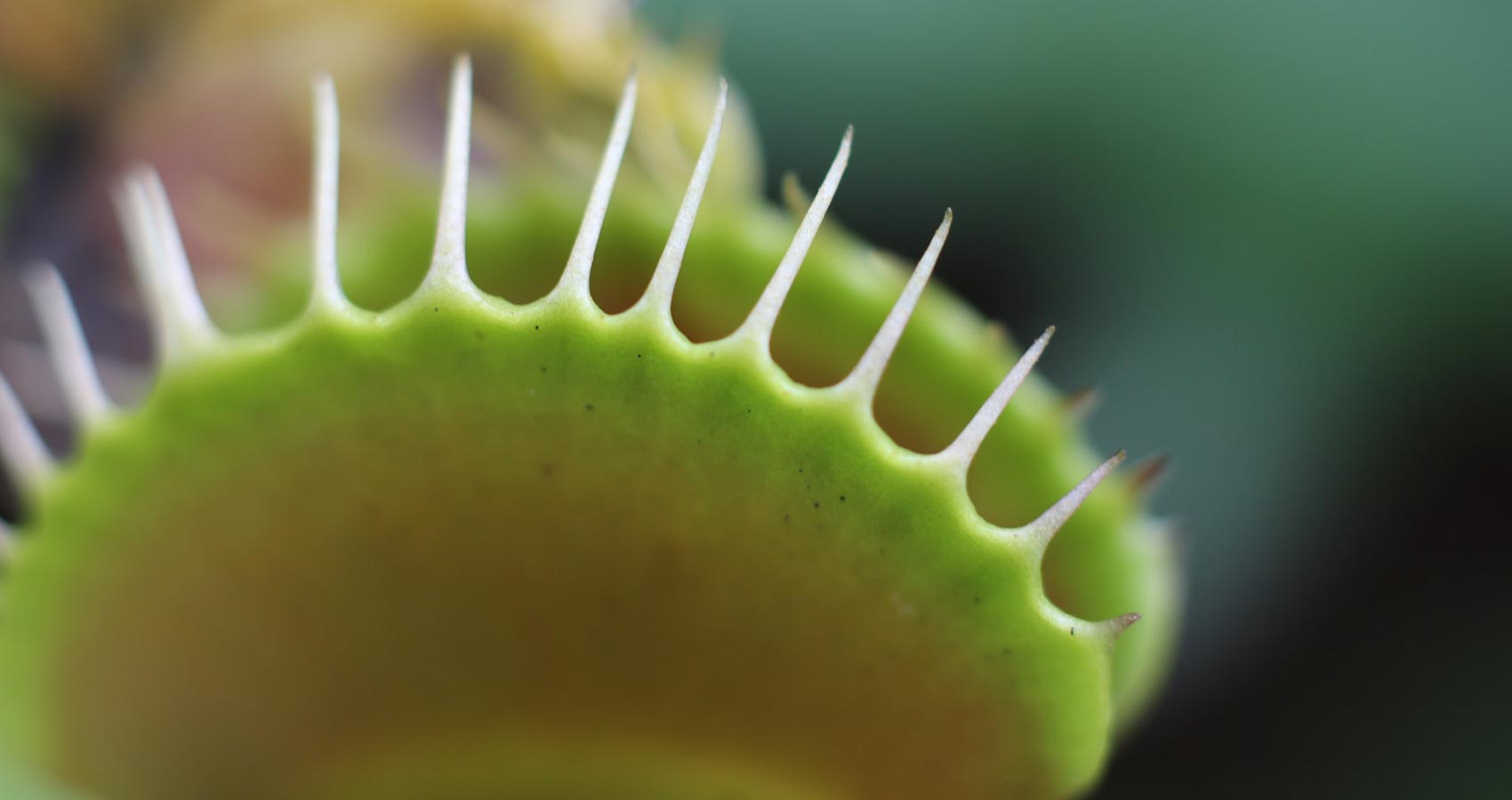 Venus Flytrap, poetry by Eric Johnson at Spillwords.com