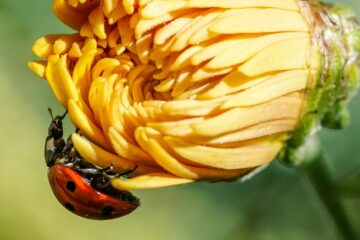 Grumpy Ladybug, poetry by Vidya Venkataramanan at Spilwords.com