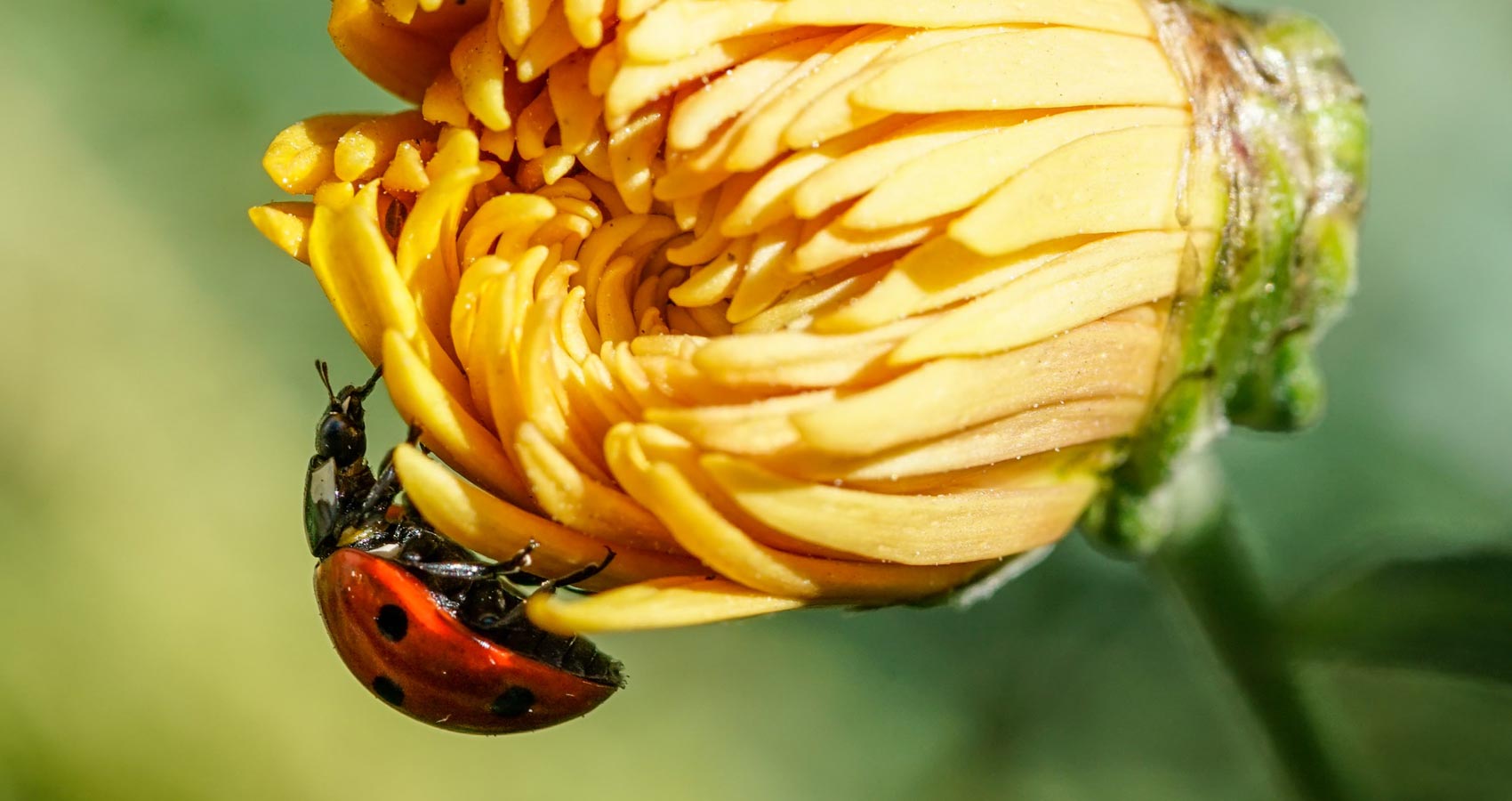 Grumpy Ladybug, poetry by Vidya Venkataramanan at Spilwords.com