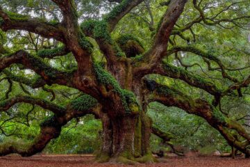 Inside The Oak Embrace, poetry by Cris Charboneau Steele at Spillwords.com