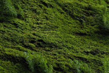 The Moss at Wimbledon Station, poetry by Christian Ward at Spillwords.com