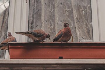 Ye Birds On My Window Sill, a poem by SmithaV at Spillwords.com