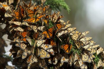 Butterfly Dreams, flash fiction by Larry Dyche at Spillwords.com