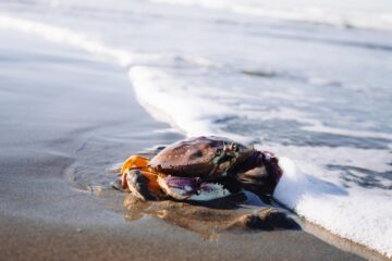 Crabbing, a short story by Paul Thwaites at Spillwords.com