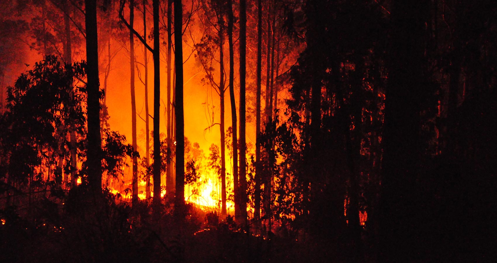 Wildfires, a poem by Shih-Fang Wang at Spillwords.com