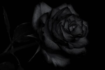 Black Rose, poetry by Annie Varghese at Spillwords.com