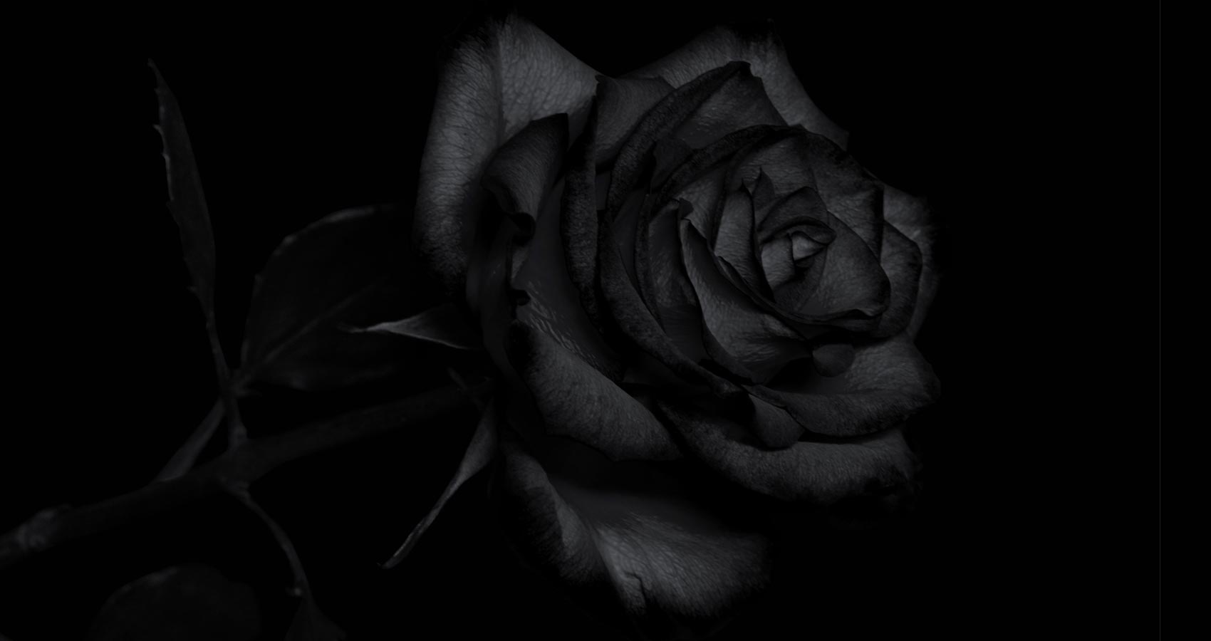 Black Rose, poetry by Annie Varghese at Spillwords.com