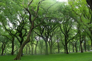 Ode To a Dead Elm, a poem by Tom Mach at Spillwords.com