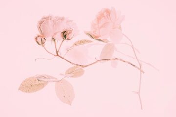 Pink Hues, a poem by Ashley Sawyer at Spillwords.com
