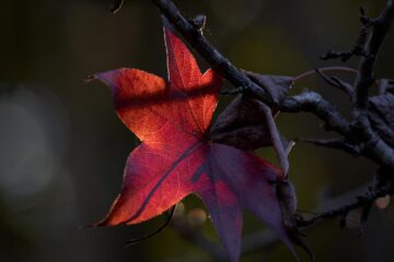 End of The Season, a poem by Joni Caggiano at Spillwords.com