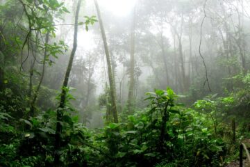 Out of The Jungle, story by Kathy Whipple at Spillwords.com