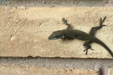 The Lizard, poetry by Lynn White at Spillwords.com