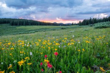 The Meadow, a poem by Roger Turner at Spillwords.com