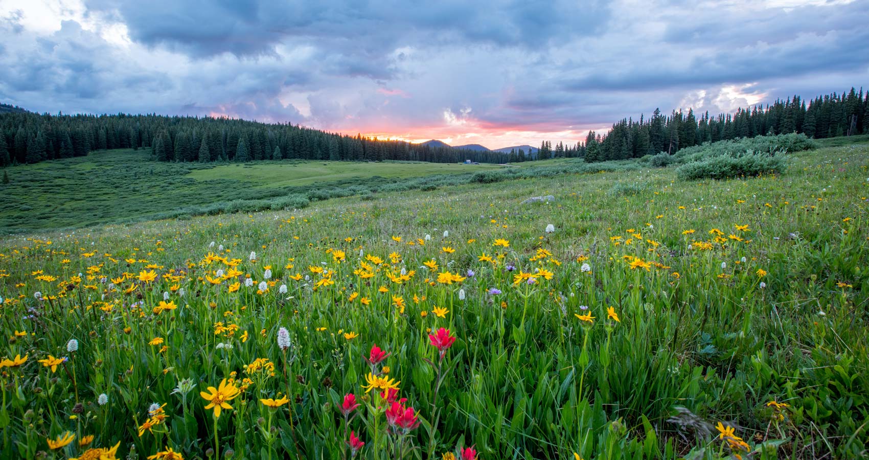 The Meadow, a poem by Roger Turner at Spillwords.com