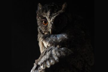 The Owl, a poem by Glynn Sinclare at Spillwords.com