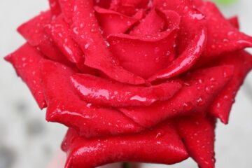 The Red Rose, poetry by LadyLily at Spillwords.com