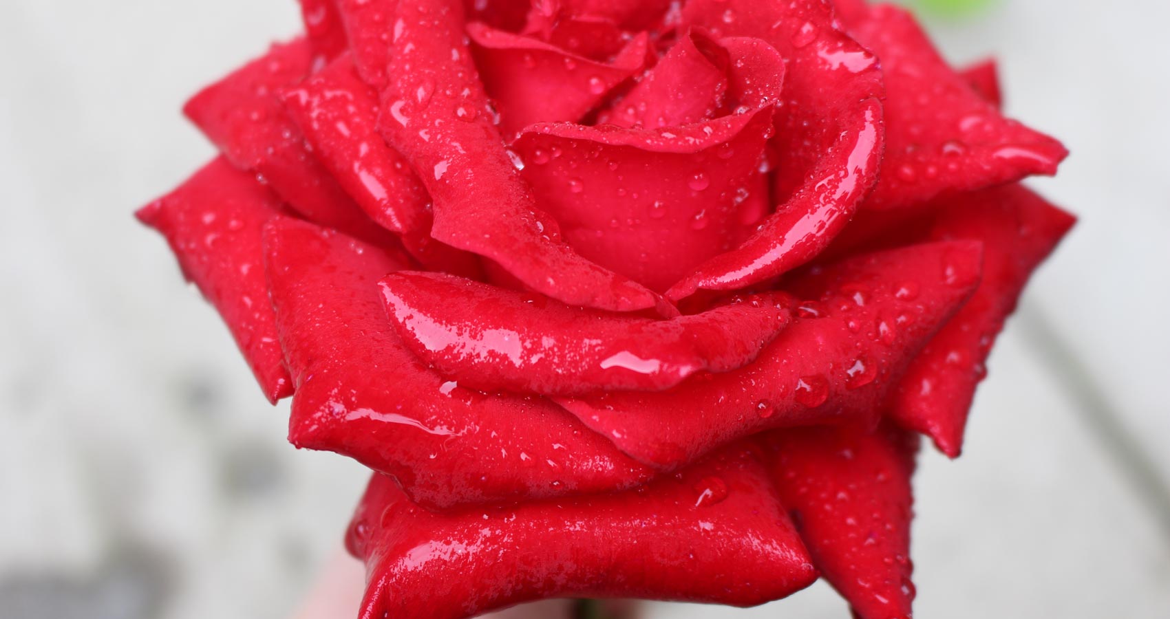 The Red Rose, poetry by LadyLily at Spillwords.com