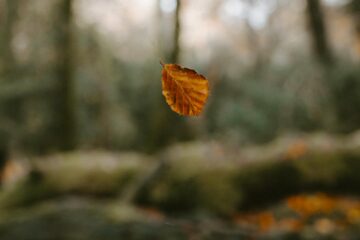 Leaf Fall, poem by D. R. James at Spillwords.com