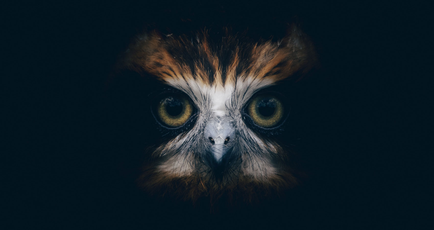 The Owl Watches Over Them, a poem by Wendy Markel at Spillwords.com