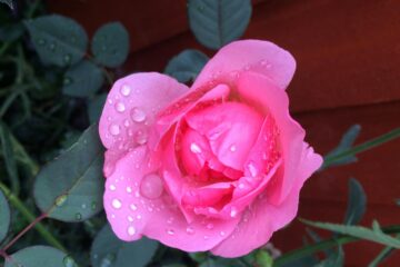 The Pink Rose, a poem by Prafulla Vyas at Spillwords.com
