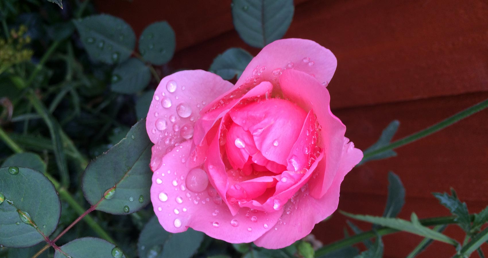 The Pink Rose, a poem by Prafulla Vyas at Spillwords.com