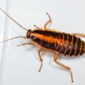 To THE Cockroach, poem by Joan McNerney at Spillwords.com