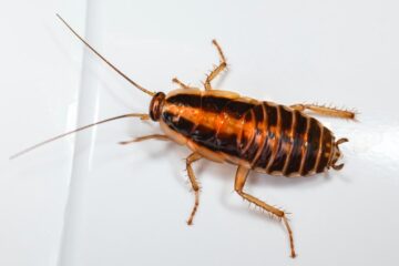 To THE Cockroach, poem by Joan McNerney at Spillwords.com