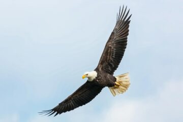 Freedom’s Just Another Word For Nothin’ Left To Lose, story by Jeff L. Mauser at Spillwords.com