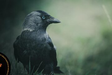 Jackdaw, poetry by Clive Grewcock at Spillwords.com