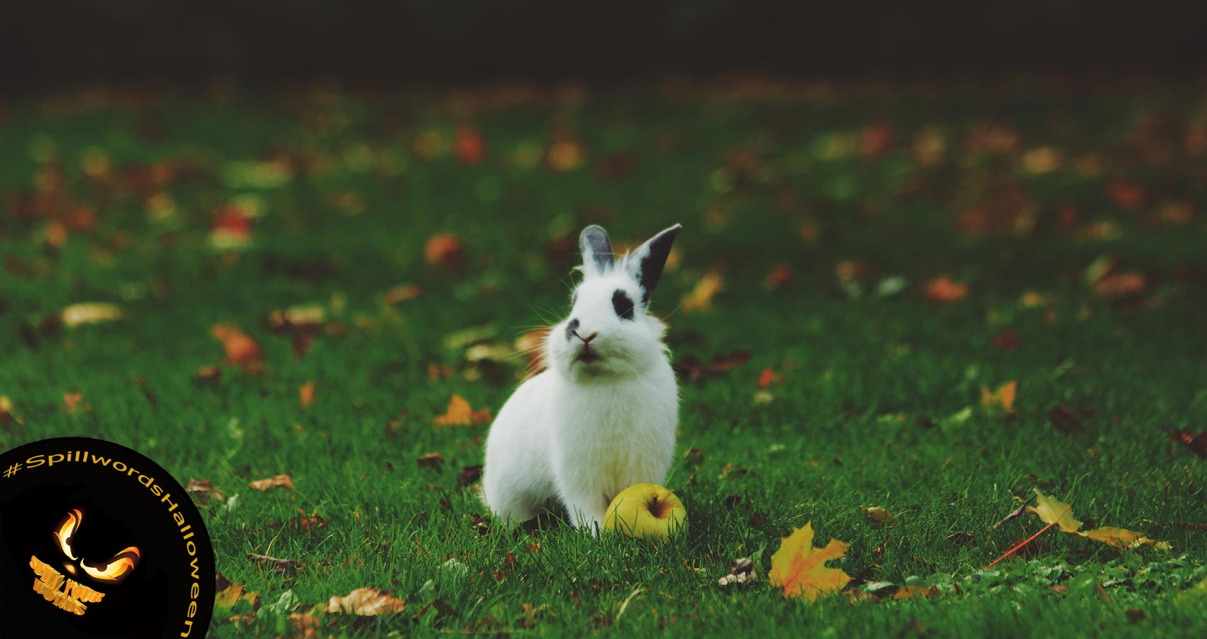 The Rabbit, flash fiction by Karen Southall Watts at Spillwords.com
