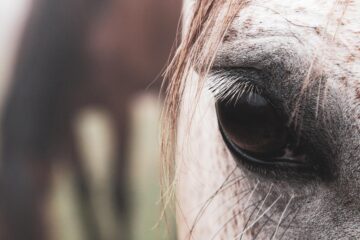 Wild Horses, poetry by Vickie Johnstone at Spillwords.com