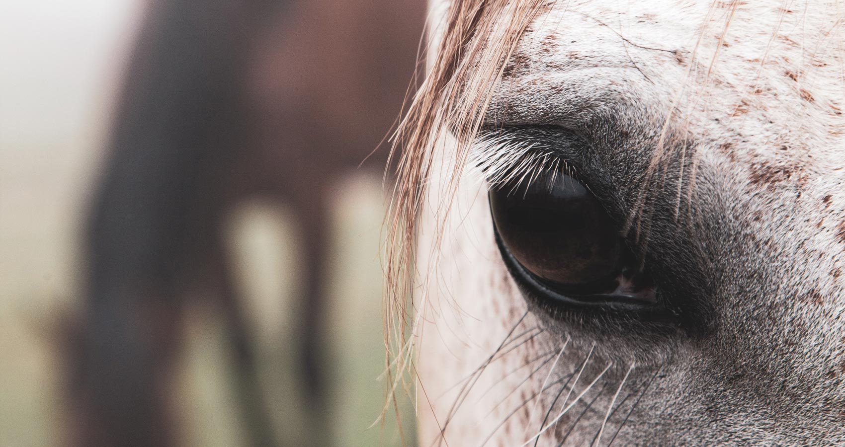 Wild Horses, poetry by Vickie Johnstone at Spillwords.com