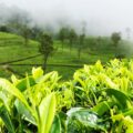 With Each Sip of Ceylon Tea, poem by Mark Tulin at Spillwords.com