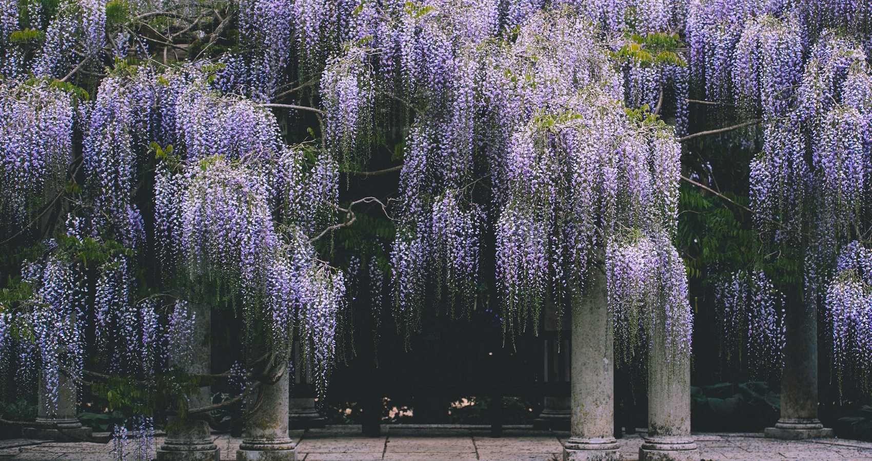 Wisteria in Spring, poem by Benjamin J. Sams at Spillwords.com