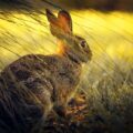 Giving The Wild Hare His Voice, poetry by Lynn Chateau at Spillwords.com