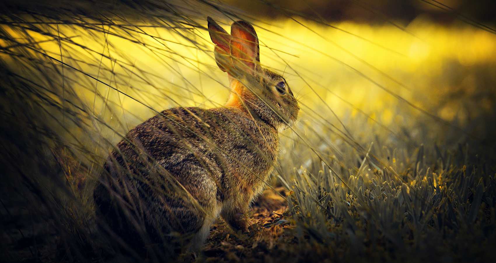 Giving The Wild Hare His Voice, poetry by Lynn Chateau at Spillwords.com