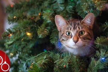 The Christmas Tree Cat, a poem by Lynn Chateau at Spillwords.com
