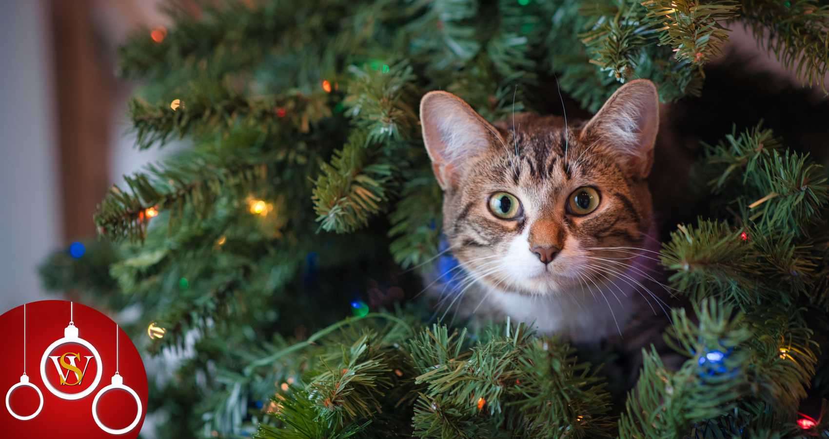 The Christmas Tree Cat, a poem by Lynn Chateau at Spillwords.com