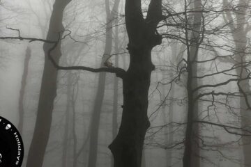 Winter's Hollow, a poem by Jesse Batista at Spillwords.com