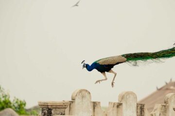 A Bird of a Rare Species, a poem by Kalpna Singh-Chitnis at Spillwords.com