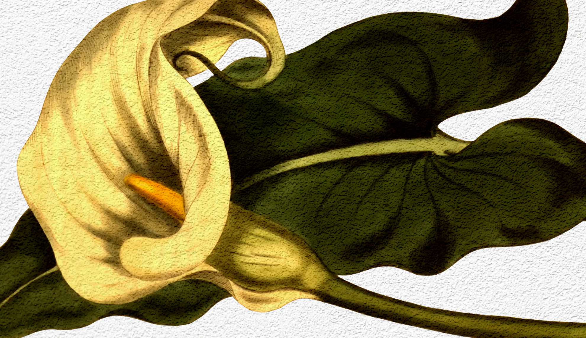 Calla Lillies, a poem by PR Hebert at Spillwords.com