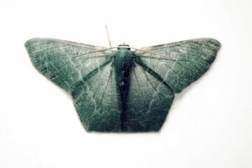 Death of The Moth, flash fiction by Marc Frazier at Spillwords.com