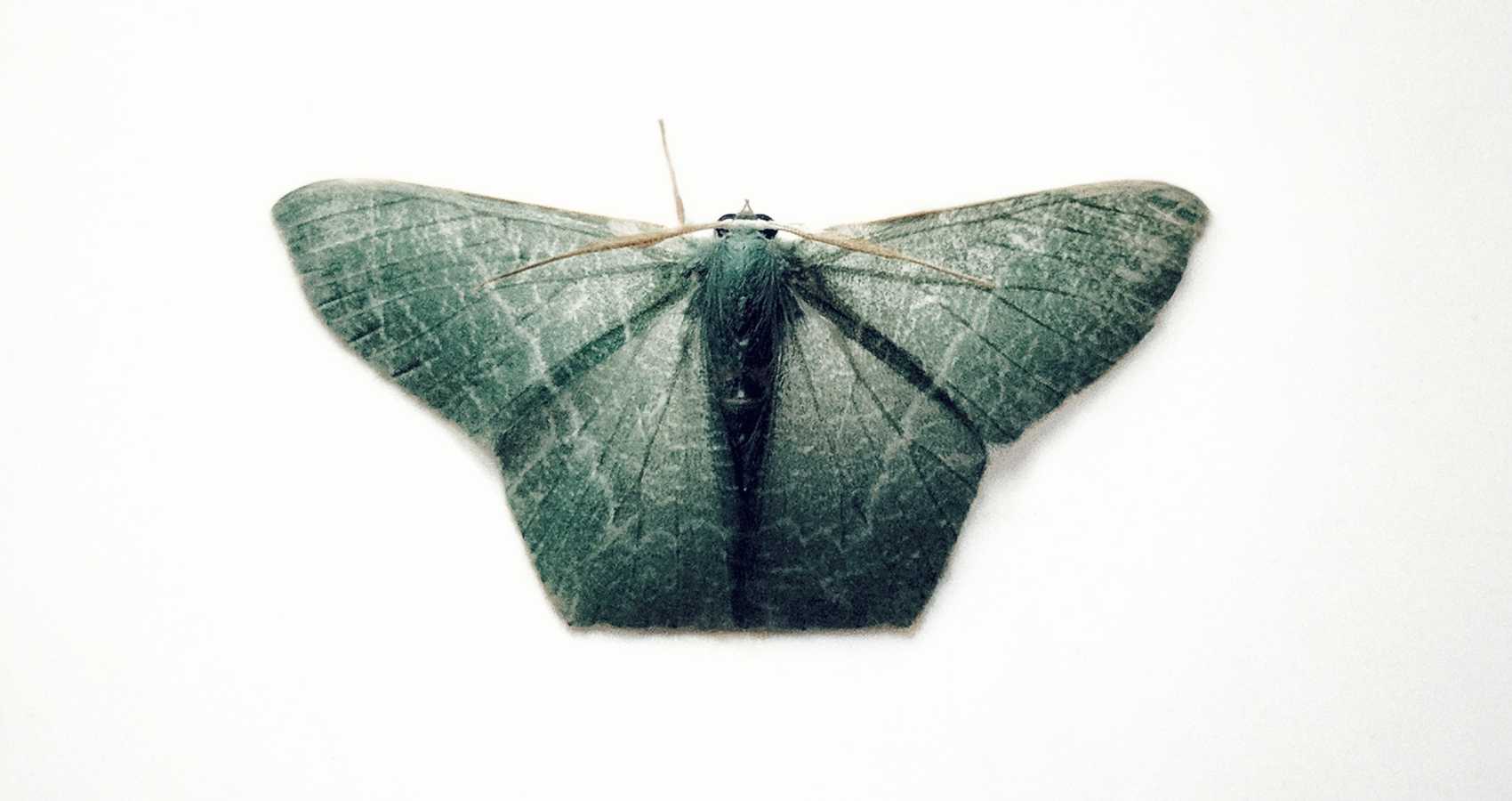 Death of The Moth, flash fiction by Marc Frazier at Spillwords.com