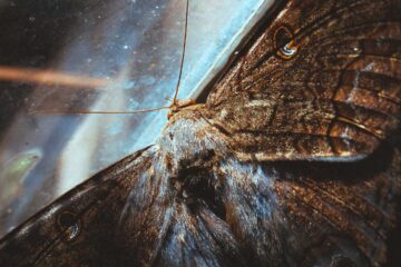 Learning From a Moth, short story by Lopa Banerjee at Spillwords.com