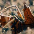 The Dead Leaf, a poem by Zach Zajac at Spillwords.com