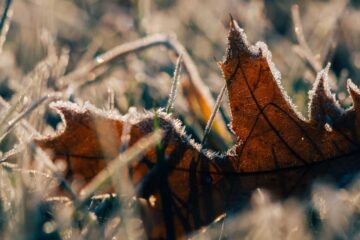 The Dead Leaf, a poem by Zach Zajac at Spillwords.com